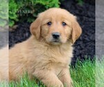 Small #2 Golden Retriever