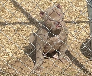 American Bully Puppy for Sale in FORT SMITH, Arkansas USA