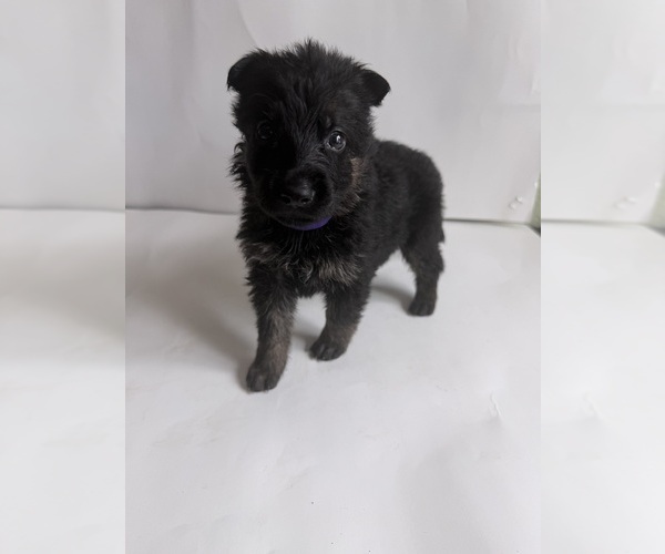 Medium Photo #7 German Shepherd Dog Puppy For Sale in ONTARIO, CA, USA