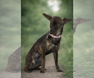 Italian Greyhound Dogs for adoption in Menifee, CA, USA