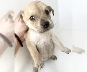 Mutt Dogs for adoption in Houston, TX, USA