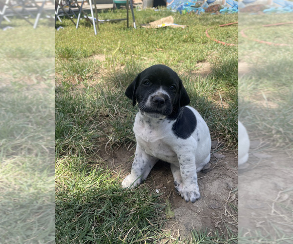 Medium Photo #36 Pointer Puppy For Sale in SACRAMENTO, CA, USA