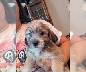 Maltipoo Puppy for sale in LUMBERTON, NC, USA