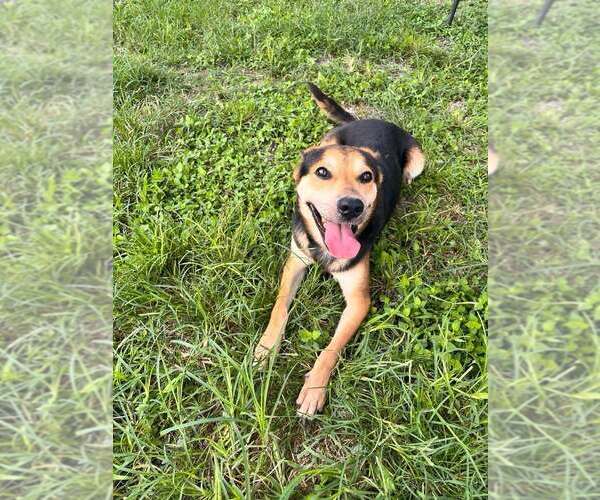 Medium Photo #4 Mutt Puppy For Sale in Abbeville, LA, USA