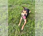 Small #3 Mutt