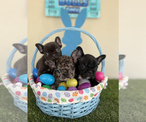 French Bulldog Puppy for sale in WALDORF, MD, USA