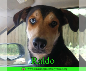 Raldo - Male Australian Shepherd-Unknown Mix Dog for Adoption - Photo #10