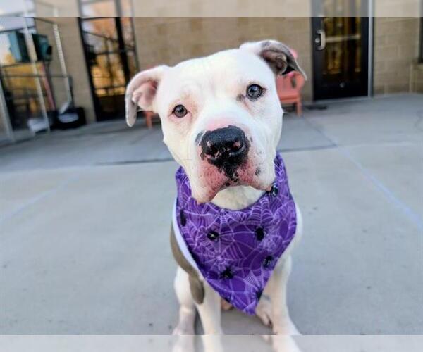 Medium Photo #1 American Pit Bull Terrier Puppy For Sale in Denver, CO, USA