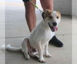 Small #3 Mutt