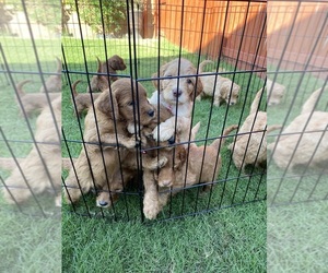 Double Doodle Puppy for sale in BAKERSFIELD, CA, USA