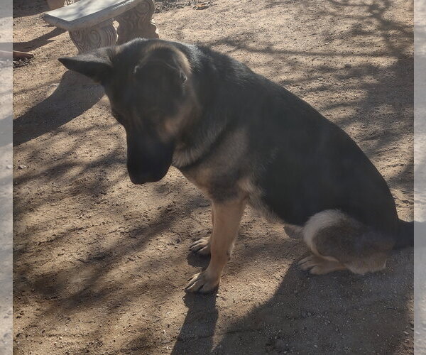 Medium Photo #4 German Shepherd Dog Puppy For Sale in Apple Valley, CA, USA