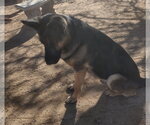 Small Photo #4 German Shepherd Dog Puppy For Sale in Apple Valley, CA, USA