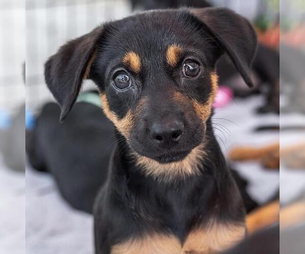 Medium Photo #1 Mutt Puppy For Sale in San Diego, CA, USA