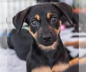 Mutt Dogs for adoption in San Diego, CA, USA