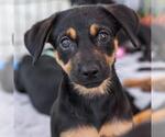 Dancer Pup - Jitterbug - Female Mutt Dog for Adoption - Small photo