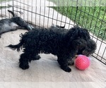 Small Photo #4 ShihPoo Puppy For Sale in GLOUCESTER, VA, USA