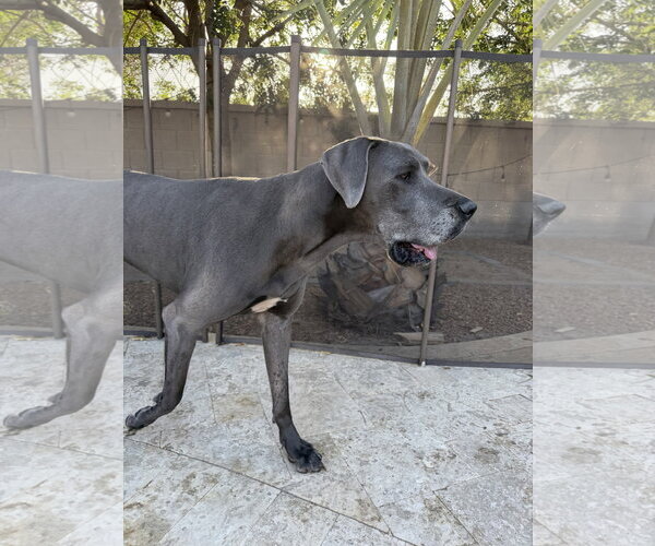 Medium Photo #8 Great Dane Puppy For Sale in Goodyear, AZ, USA