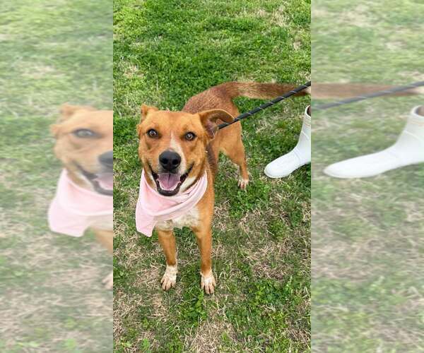 Medium Photo #4 Mutt Puppy For Sale in Abbeville, LA, USA