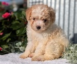 Small Photo #38 Poodle (Toy) Puppy For Sale in GOSHEN, IN, USA