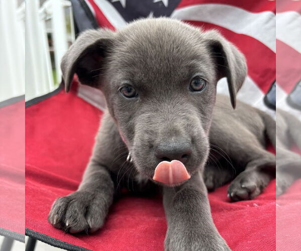 Medium Photo #4 American Pit Bull Terrier-Unknown Mix Puppy For Sale in Fargo, ND, USA