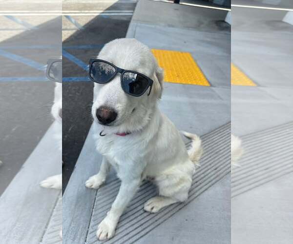 Medium Photo #3 Golden Retriever-Unknown Mix Puppy For Sale in San Diego, CA, USA
