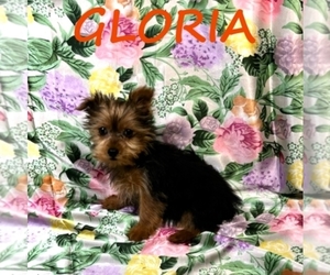 YorkiePoo Puppy for sale in HARTLAND, MN, USA