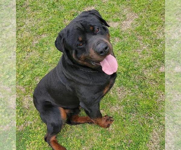 Medium Photo #1 Rottweiler Puppy For Sale in RALEIGH, NC, USA