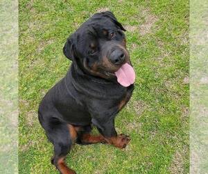 Father of the Rottweiler puppies born on 04/19/2025