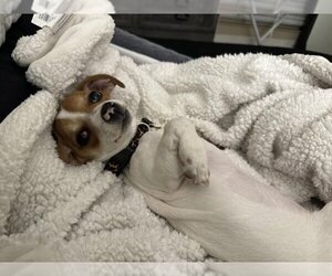 Beagle-Chihuahua Mix Dogs for adoption in San Antonio, TX, USA