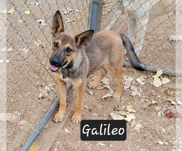 Medium Photo #2 Mutt Puppy For Sale in Granbury, TX, USA