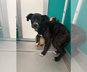 Anatolian Shepherd-Unknown Mix Dogs for adoption in Oklahoma City, OK, USA