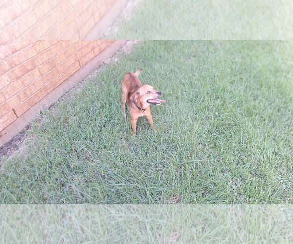 Medium Photo #1 Chihuahua-Unknown Mix Puppy For Sale in Roanoke, TX, USA
