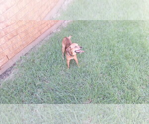 Chihuahua-Unknown Mix Dogs for adoption in Roanoke, TX, USA