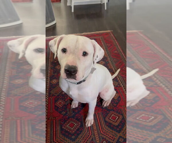 Medium Photo #3 Mutt Puppy For Sale in Boston, MA, USA