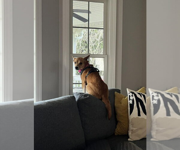 Medium Photo #10 Mutt Puppy For Sale in Candler, NC, USA