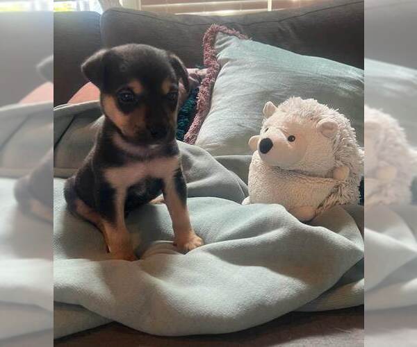 Medium Photo #1 Labrador Retriever-Unknown Mix Puppy For Sale in Holly Springs, NC, USA