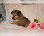 Puppy Happi Shetland Sheepdog