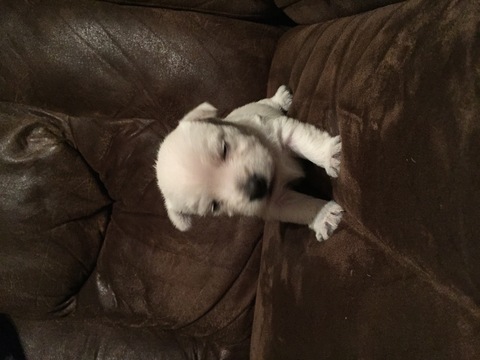 Medium Photo #1 West Highland White Terrier Puppy For Sale in LEONARD, TX, USA