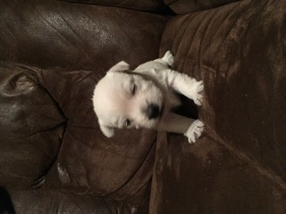 West Highland White Terrier Puppy for sale in LEONARD, TX, USA