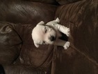 Small Photo #1 West Highland White Terrier Puppy For Sale in LEONARD, TX, USA