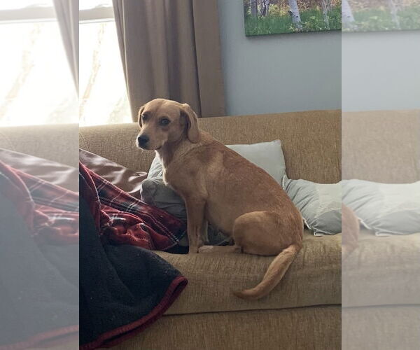 Medium Photo #2 Beagle Puppy For Sale in Wheaton, IL, USA