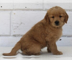 Golden Retriever Puppy for sale in FREDERICKSBURG, OH, USA
