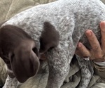 Puppy 10 Luna German Shorthaired Pointer-German Wirehaired Pointer Mix