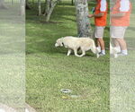 Small #1 Great Pyrenees Mix