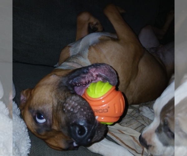 Medium Photo #1 American Staffordshire Terrier Puppy For Sale in UNIONTOWN, PA, USA