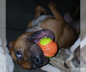 American Staffordshire Terrier Dog for Adoption in UNIONTOWN, Pennsylvania USA