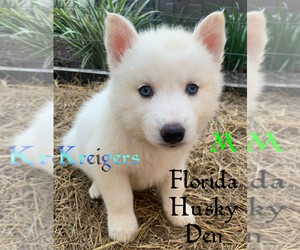 Siberian Husky Puppy for sale in NEW PORT RICHEY, FL, USA