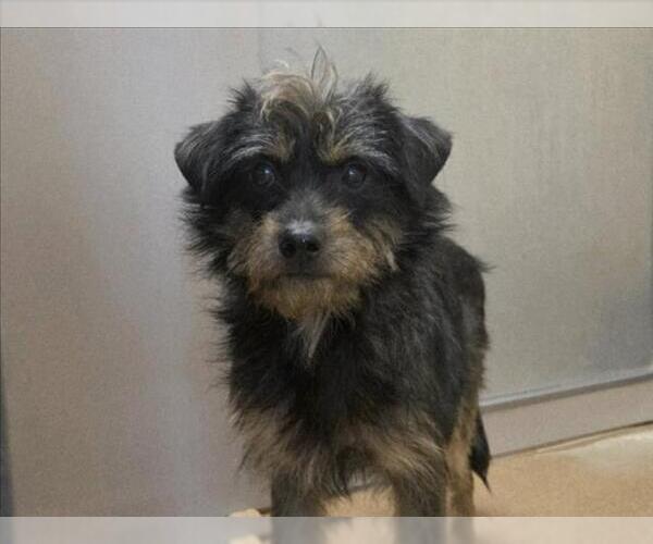 Medium Photo #1 Mutt Puppy For Sale in Martinez, CA, USA