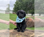 Small Photo #7 Aussiedor Puppy For Sale in Euless, TX, USA
