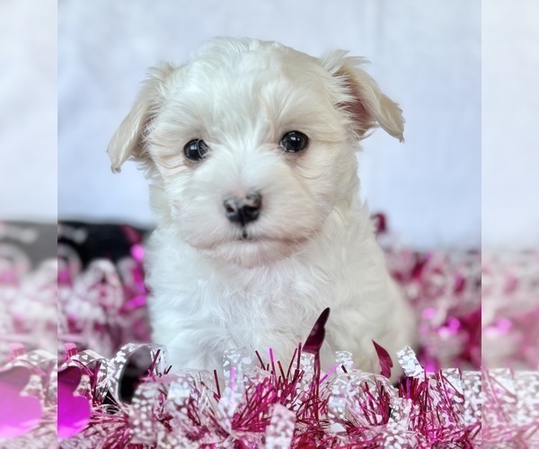 Medium Photo #8 Maltese Puppy For Sale in ROCK STREAM, NY, USA